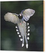 Blue Magpie Flying Wood Print