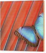 Blue Morpho Butterfly Scarlet Macaw Wood Print