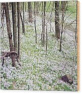 Blue Phlox Carpeting Forest Floor Wood Print