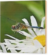 - Blue Tailed Dragonfly On A Daisy Wood Print