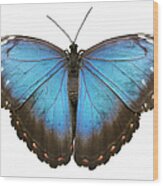 Blue Tropical Butterfly On White Wood Print