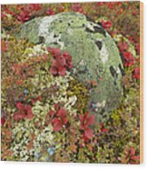 Blueberries, Lichens, Tundra In Fall Wood Print