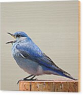 Bluebird Singing Wood Print
