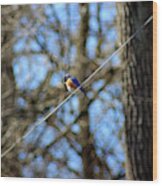 Bluebird Sitting On A Wire Wood Print