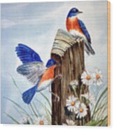 Bluebirds With Daisies 2 Wood Print