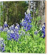 Bluebonnets In The Texas Piney Woods Wood Print