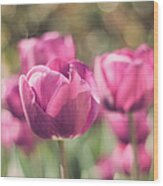 Bokeh Of Pink Tulips In Botanic Garden Wood Print