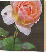 Boscobel Rose Wood Print