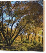 Bosque Color Wood Print