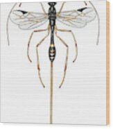 Braconid Wasp Wood Print