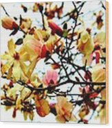 Branch Of Magnolia Flowers Wood Print