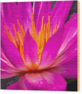 Bright Pink Water Lily In The Sun At Sara P Duke Garden Wood Print