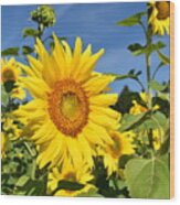 Bright Sunflower Wood Print