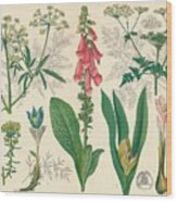 British Poisonous Plants Wood Print