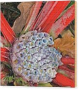 Bromeliad (fascicularia Bicolor) Wood Print