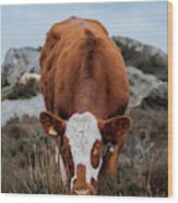 Brown And White Cow At Baslow Edge Wood Print