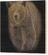 Brown Bear In Darkness Wood Print