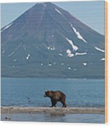 Brown Bear In Front Of Volcano Wood Print