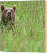Brown Bear, Katmai National Park Wood Print