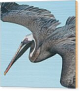 Brown Pelican Flying, Santa Cruz Island Wood Print