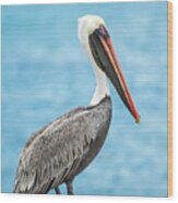 Brown Pelican In Isabela Island Wood Print