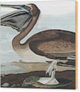 Brown Pelican, Pelecanus Fuscus By Audubon Wood Print