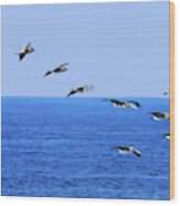 Brown Pelicans In Flight Wood Print