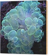 Bubble Coral Wood Print