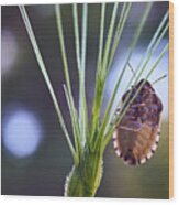 Bug Holding On To A Branch Wood Print