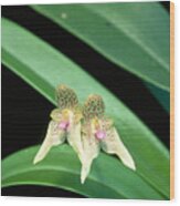 Bulbophyllum Guttulatum Wood Print