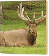 Bull Elk In Velvet, Estes Park, Colorado Wood Print