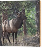 Bull Elk Wood Print