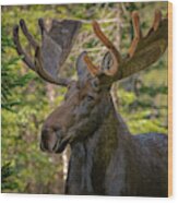 Bull Moose Glamour Shot Wood Print