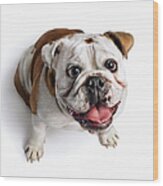 Bulldog Looking Up Wood Print