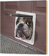 Bulldog Trying To Get Through A Cat Door Wood Print