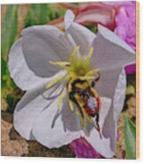 Bumble Bee On Wild Primrose 1 Wood Print