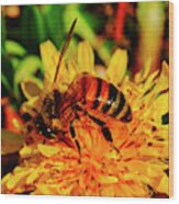 Bumble Bee On Yellow Flower Wood Print