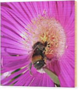 Bumblebee Collecting Pollen From Ice Plant Wood Print