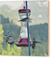 Busy Time At The Feeder Wood Print