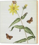 Butterflies And Sunflower Wood Print