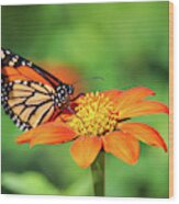 Butterfly And Mexican Sunflower Wood Print