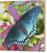 Butterfly Blues Wood Print