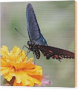 Butterfly On Marigold 3246 Wood Print