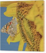 Butterfly On Sunflower Wood Print