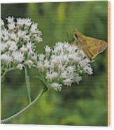 Butterfly Or Moth Photo Wood Print