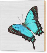 Butterfly Papilio Lorquinianus Albertisi Wood Print