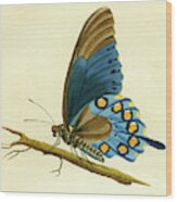 Butterfy Detail - Papilio Philenor Wood Print