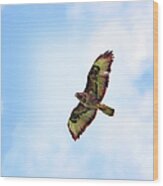 Buzzard In Flight Wood Print