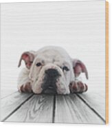 Cachorro Bulldog Ingles Wood Print