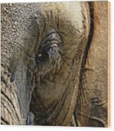 Cafe Elephant Wood Print